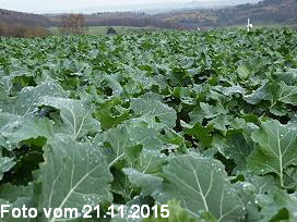 Foto vom 21.11.2015