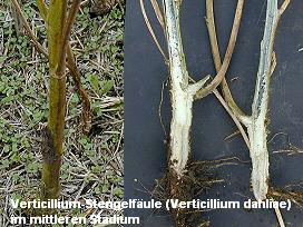 Verticillium-Stengelfäule (Verticillium dahliae)
im mittleren Stadium