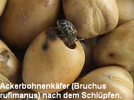 Ackerbohnenkäfer (Bruchus
rufimanus) nach dem Schlüpfen.