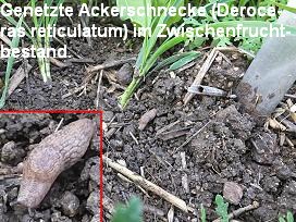 Genetzte Ackerschnecke (Deroce-
ras reticulatum) im Zwischenfrucht-
bestand.