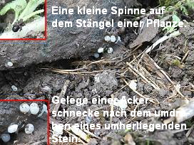 Eine kleine Spinne auf
                  dem Stängel einer Pflanze.





                  Gelege einer Acker-
                  schnecke nach dem umdre-
                  hen eines umherliegenden
                  Stein.