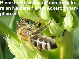 Biene trinkt Nektar an den extraflo-
ralen Nektarien einer Ackerbohnen-
pflanze.