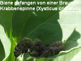 Biene gefangen von einer Braunen
Krabbenspinne (Xysticus cristatus).