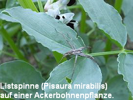 Listspinne (Pisaura mirabilis)
auf einer Ackerbohnenpflanze.